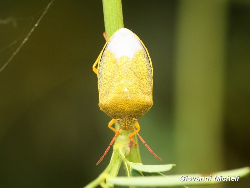 Pentatomidae:  Piezodorus lituratus